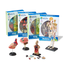 Learning Resources Anatomy Models Bundle