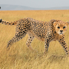 Schleich Wild Life Female Cheetah Figurine