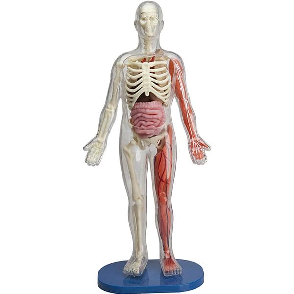 Smartlab Squishy Human Body