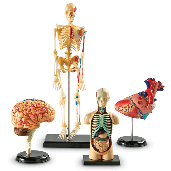 Learning Resources Anatomy Models Bundle