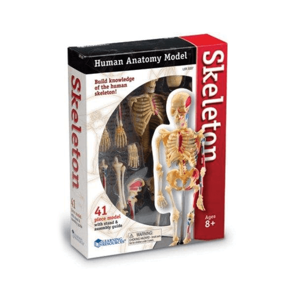 Learning Resources Skeleton Anatomy Model