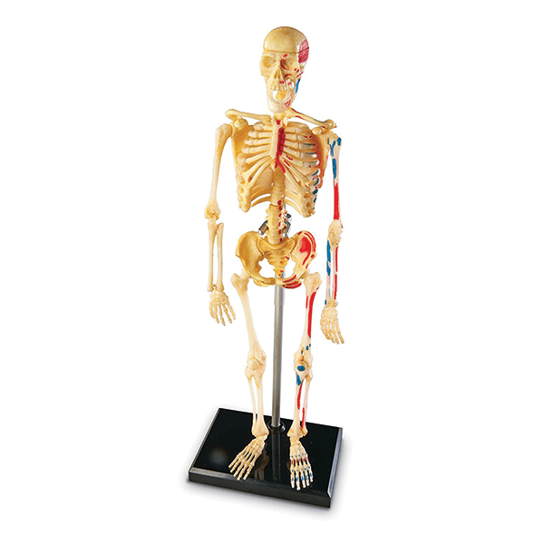 Learning Resources Skeleton Anatomy Model